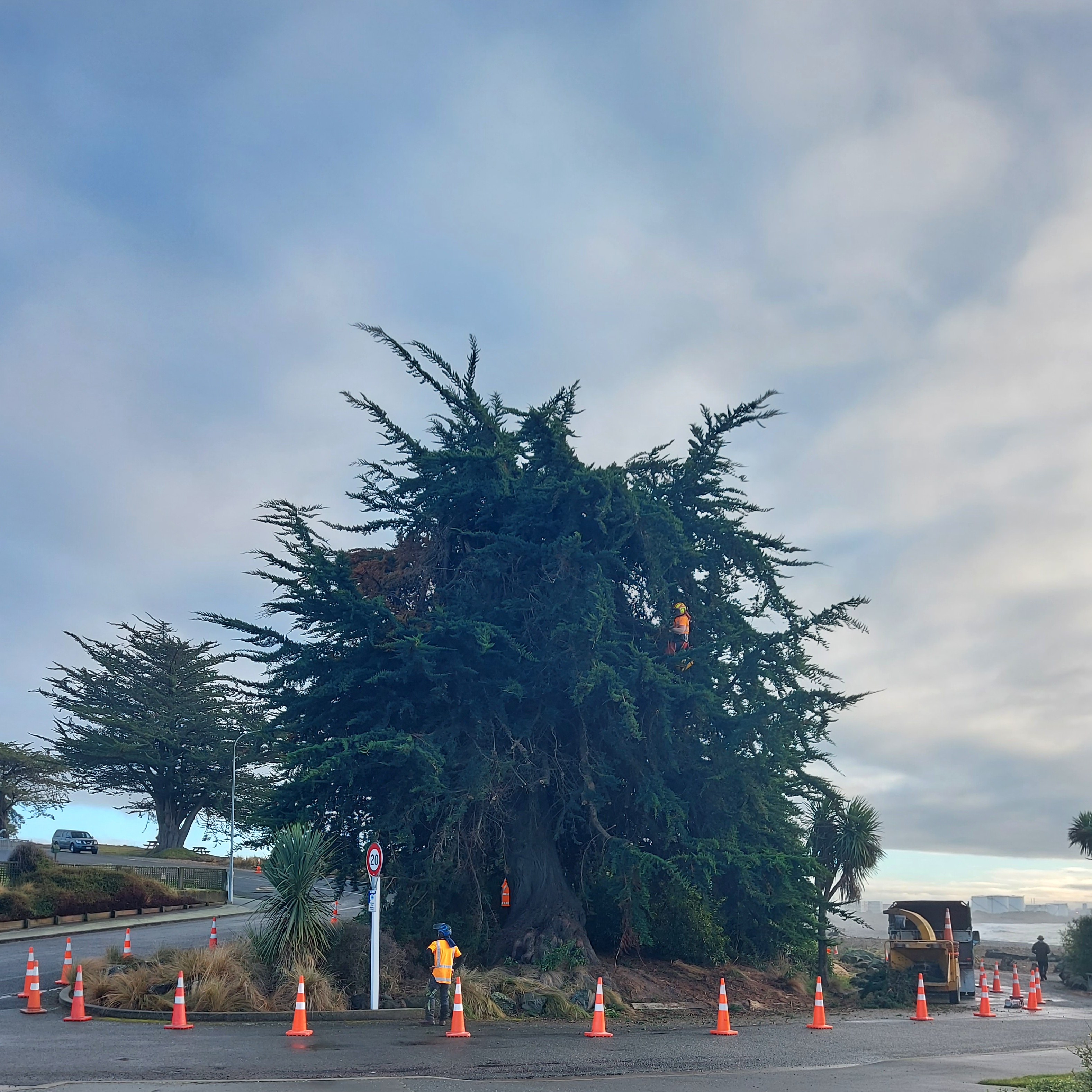 WuHoo Coastal Macrocapa 20230620 093616 01