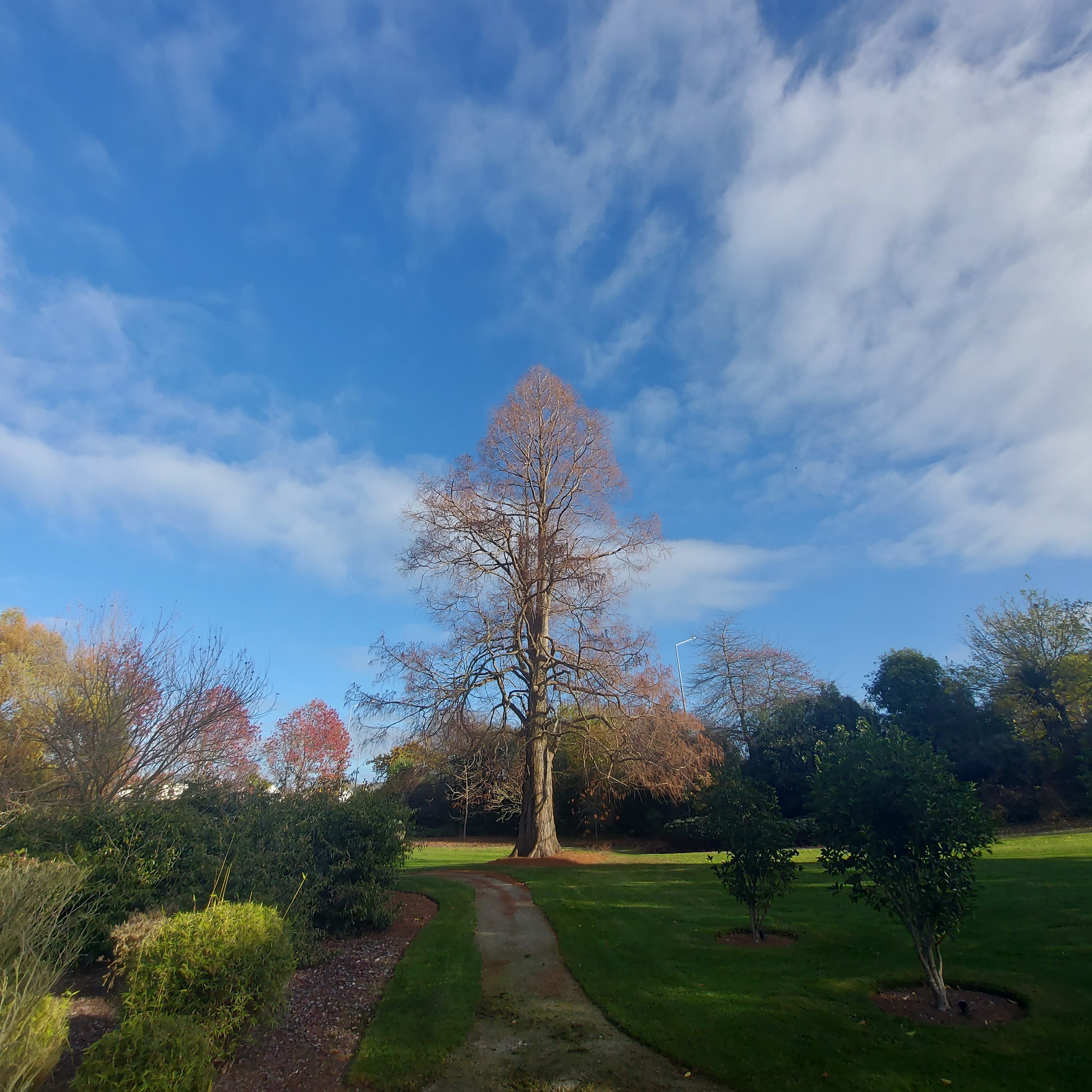 WuHoo Dawn Redwood TimaruBotanicGardens 20230603 112406 01
