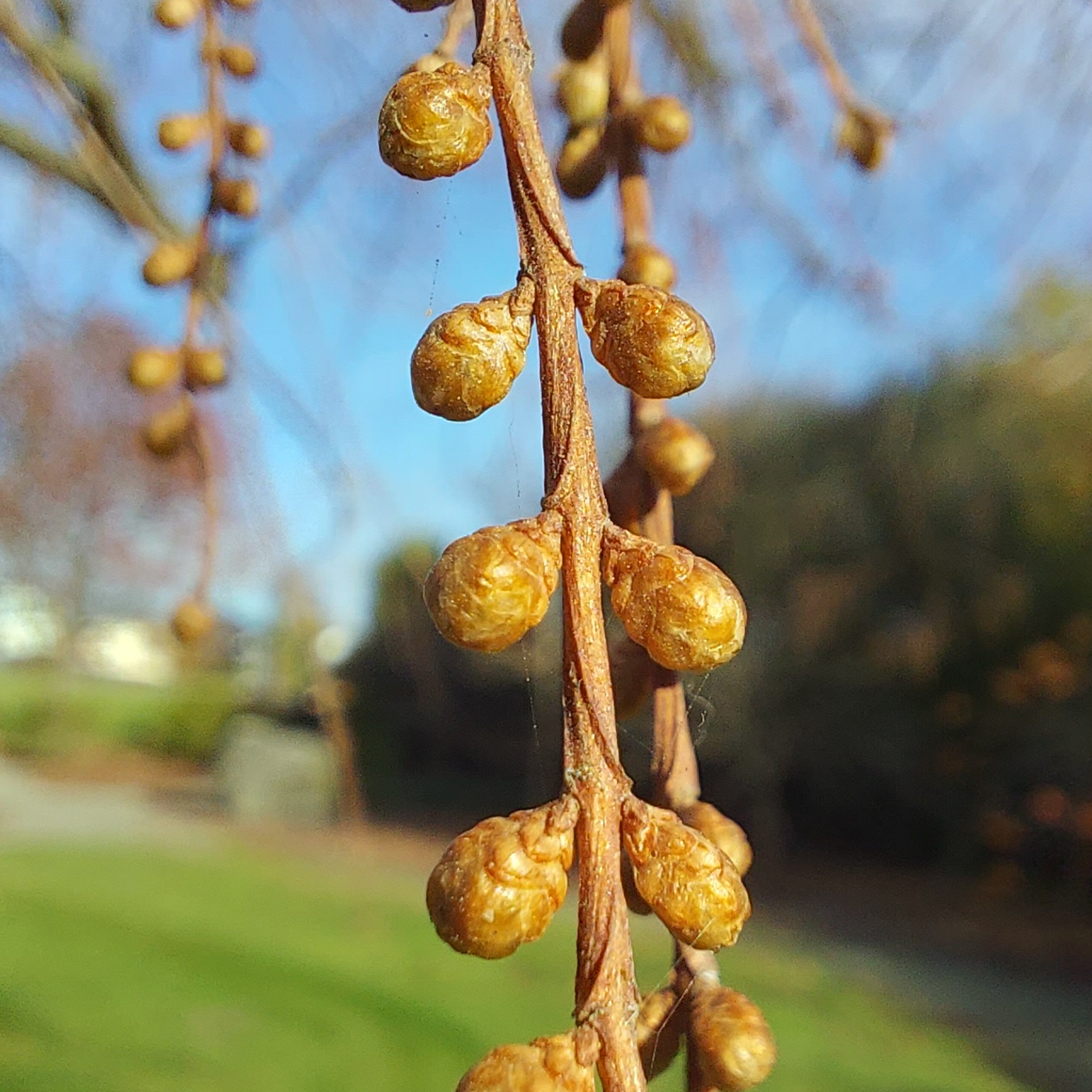 WuHoo Dawn Redwood TimaruBotanicGardens 20230603 112534 01