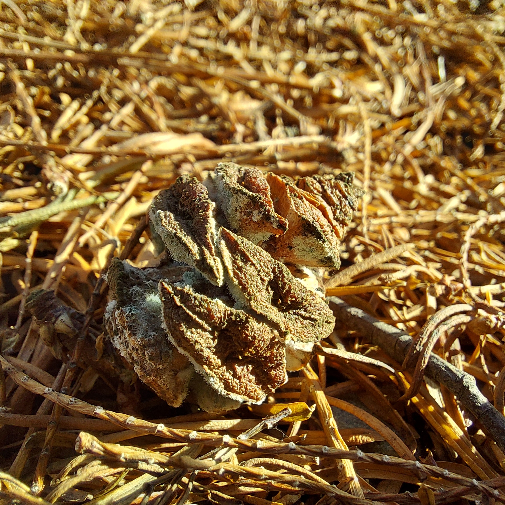 WuHoo Dawn Redwood TimaruBotanicGardens 20230603 112743 01
