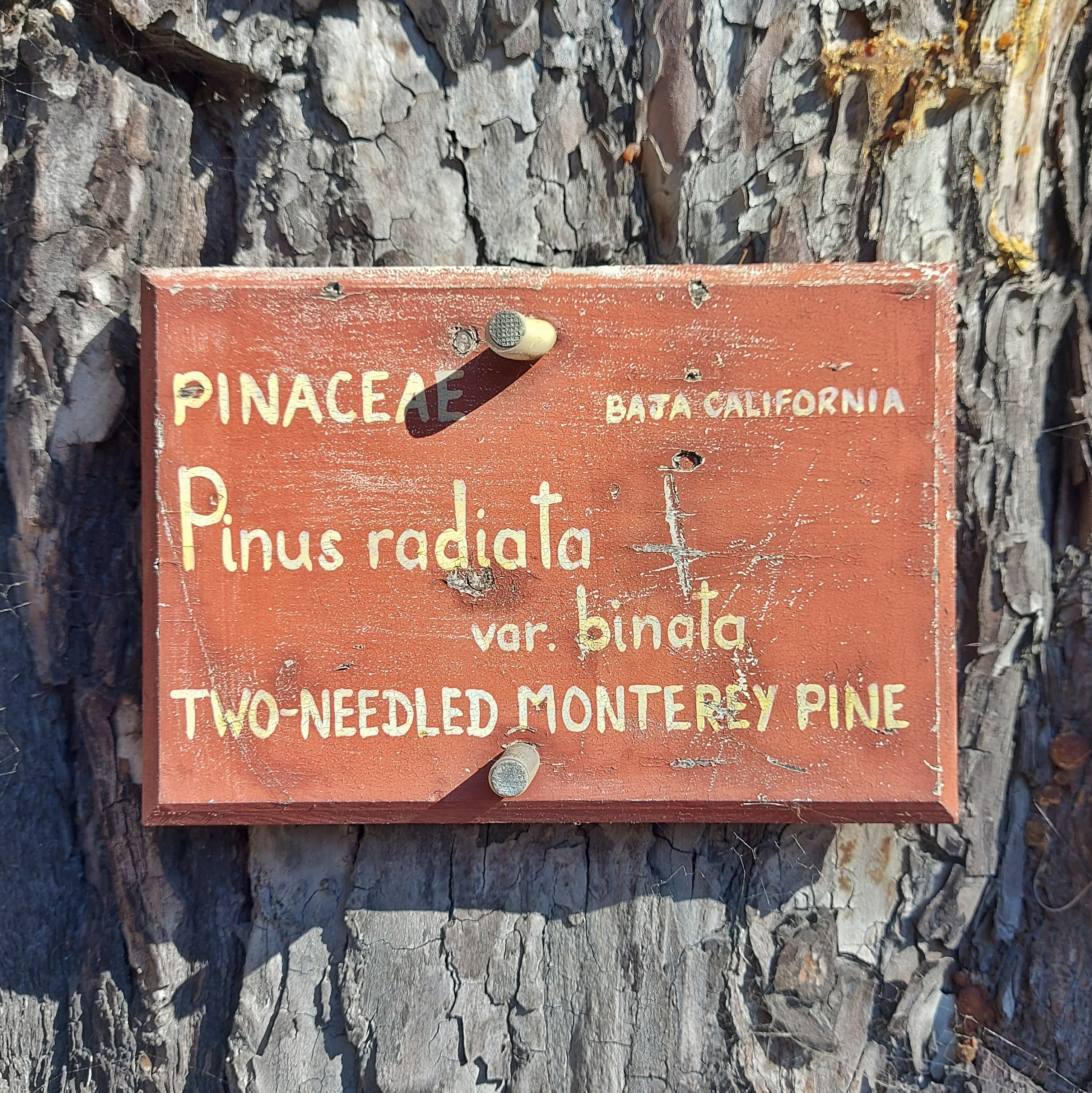 WuHoo Pinus Radiata TimaruBotanicGarden 20230428 131704 01