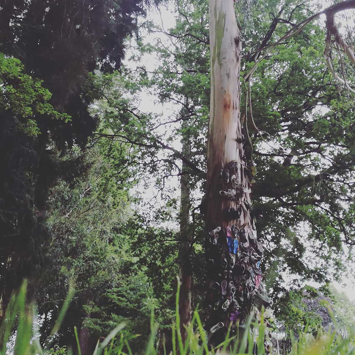 WuHoo Temuka Domain Shoe Tree