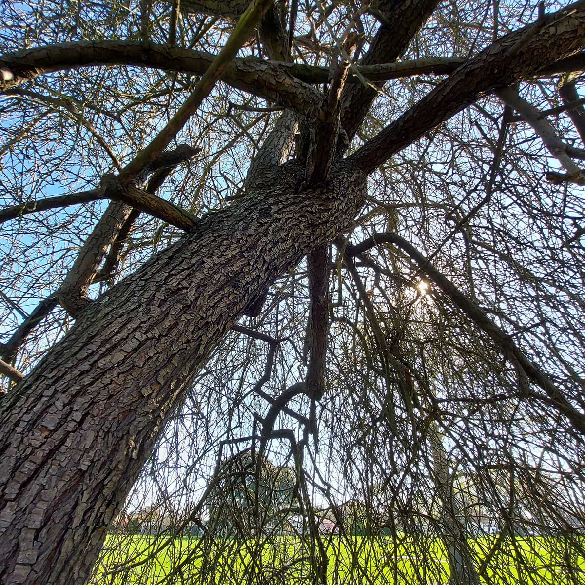 WuHoo Timaru Botanic Gardens Silver Pear