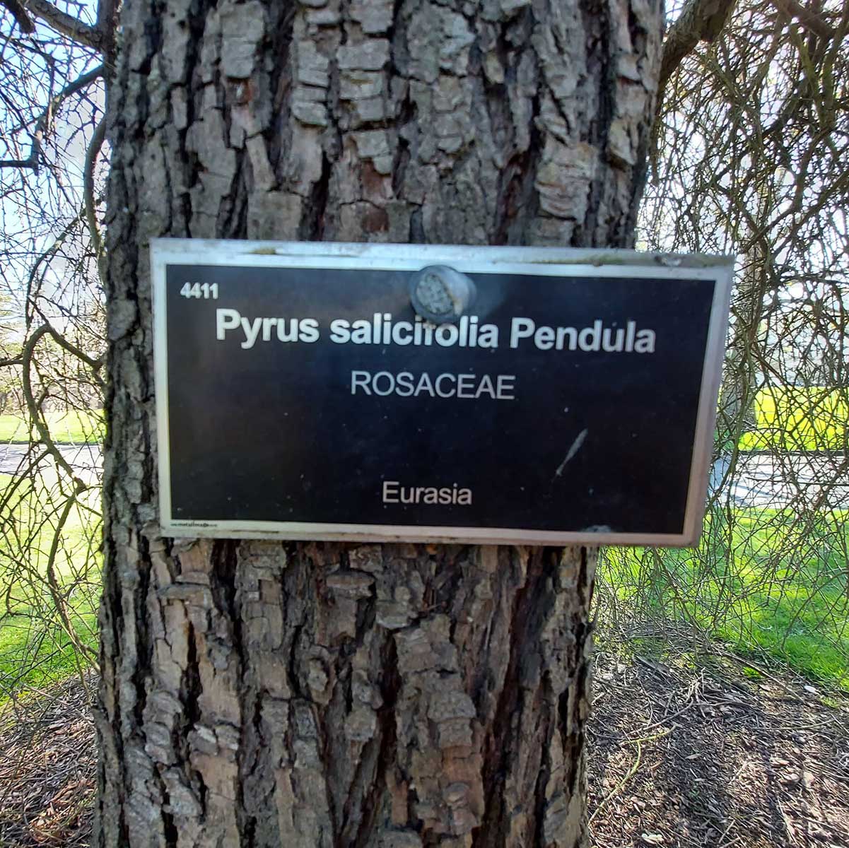 WuHoo Timaru Botanic Gardens Silver Pear