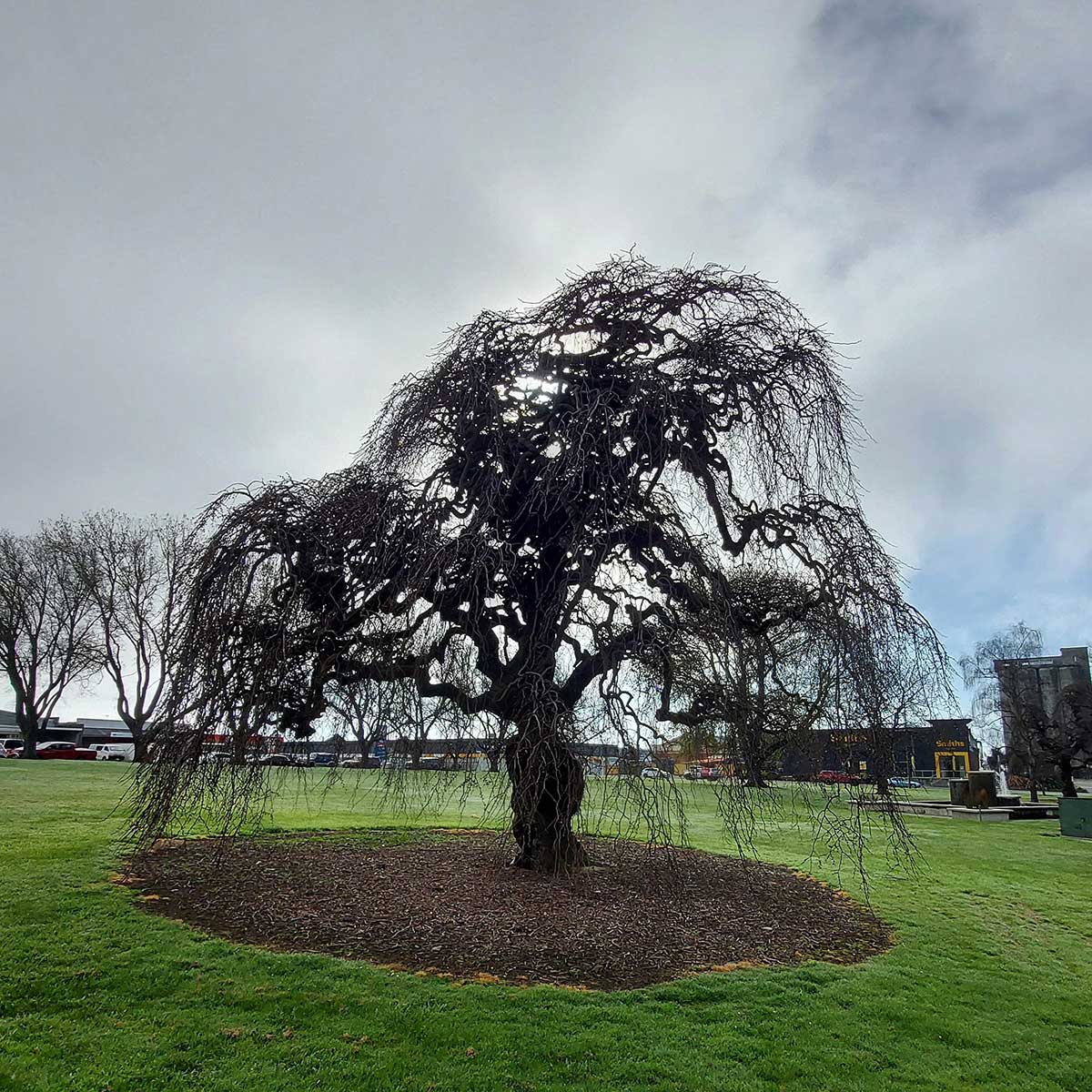 WuHoo Timaru Market Place Alexandra Square