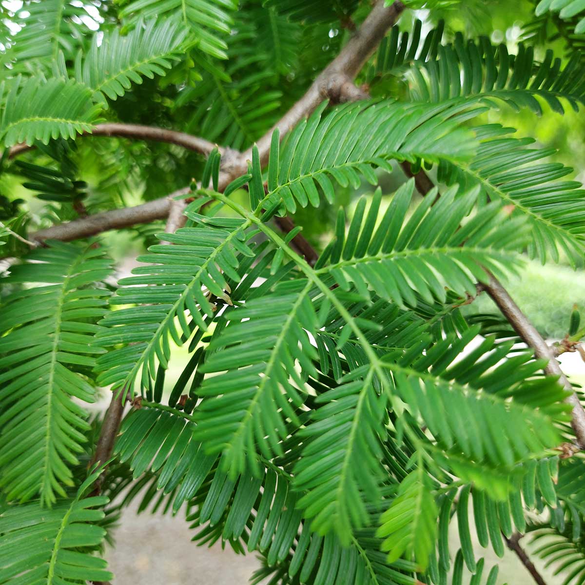 WuHooTimaru Metasequoia Dawn Redwood 154938 01