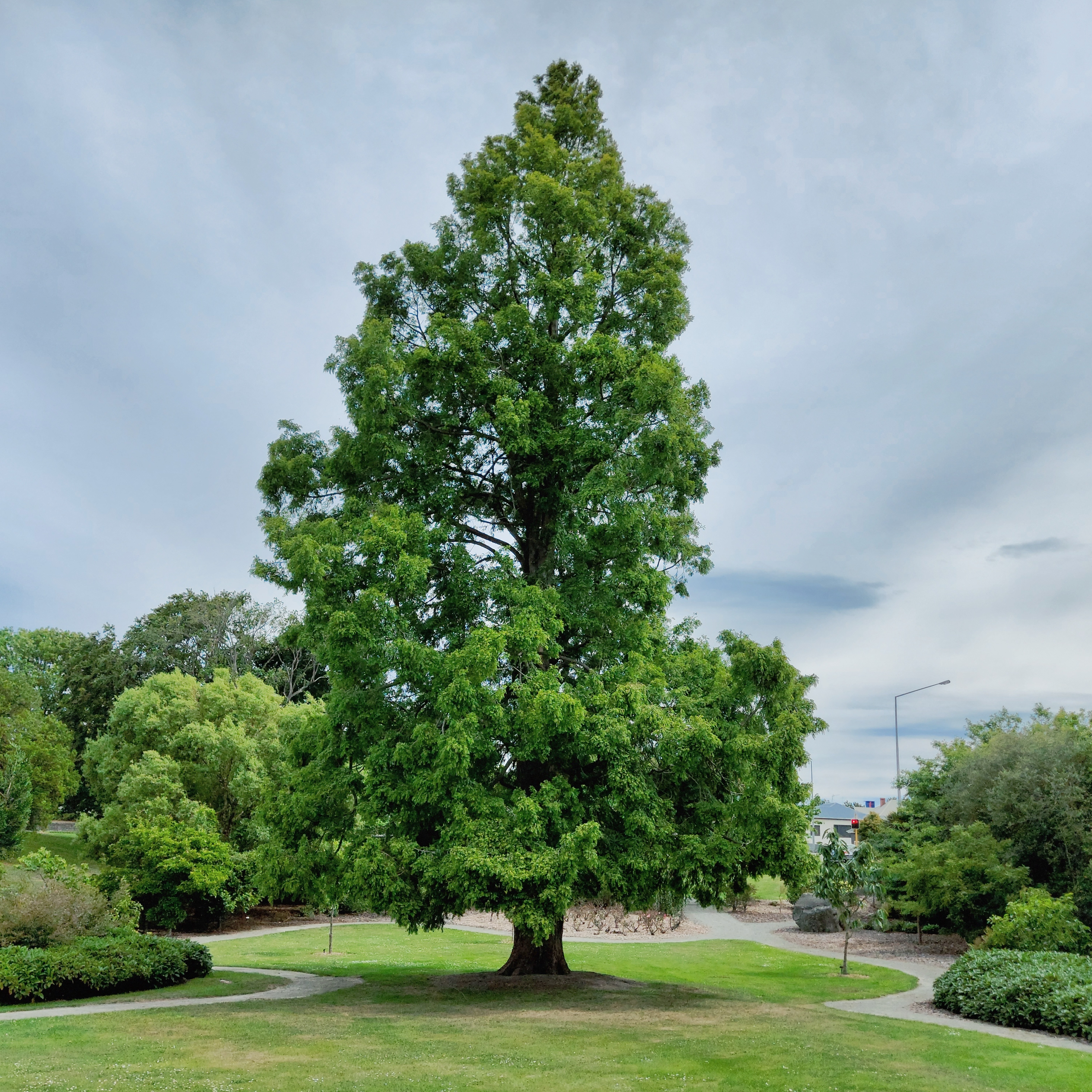 WuHooTimaru Metasequoia Dawn Redwood