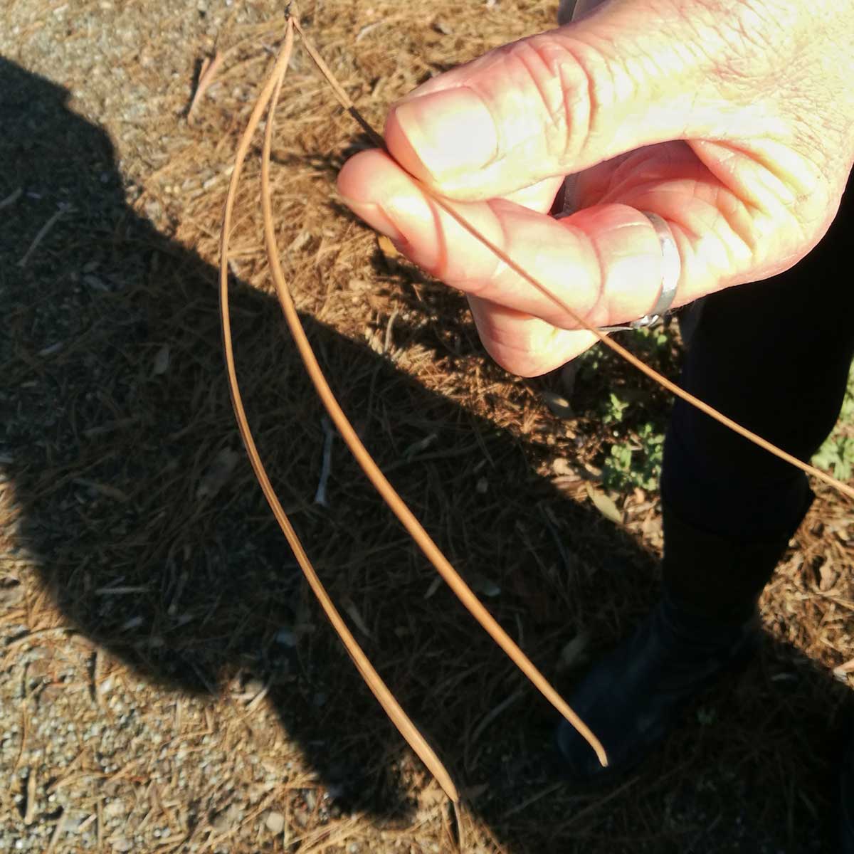 WuHooTimaru Pinus Radiata Botanic Gardens