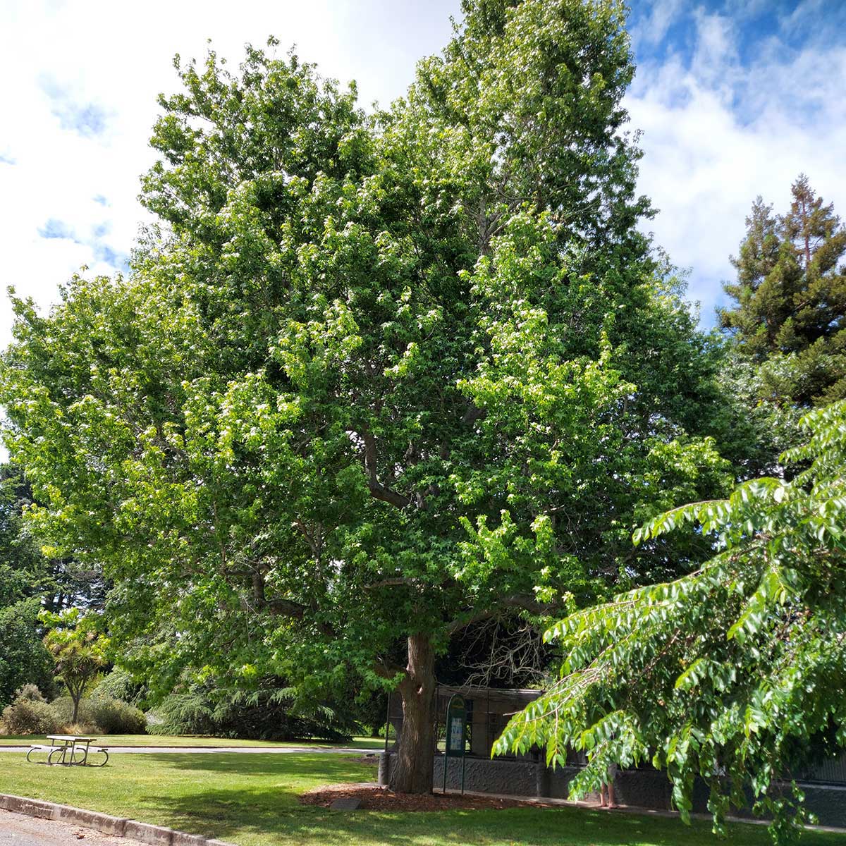 WuHooTimaru Trees King Geroge Temuka Domain