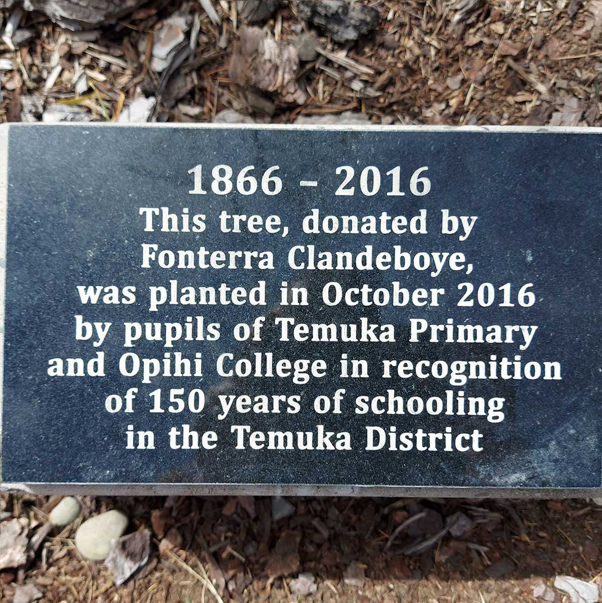 WuHooTimaru Trees School Tree Temuka