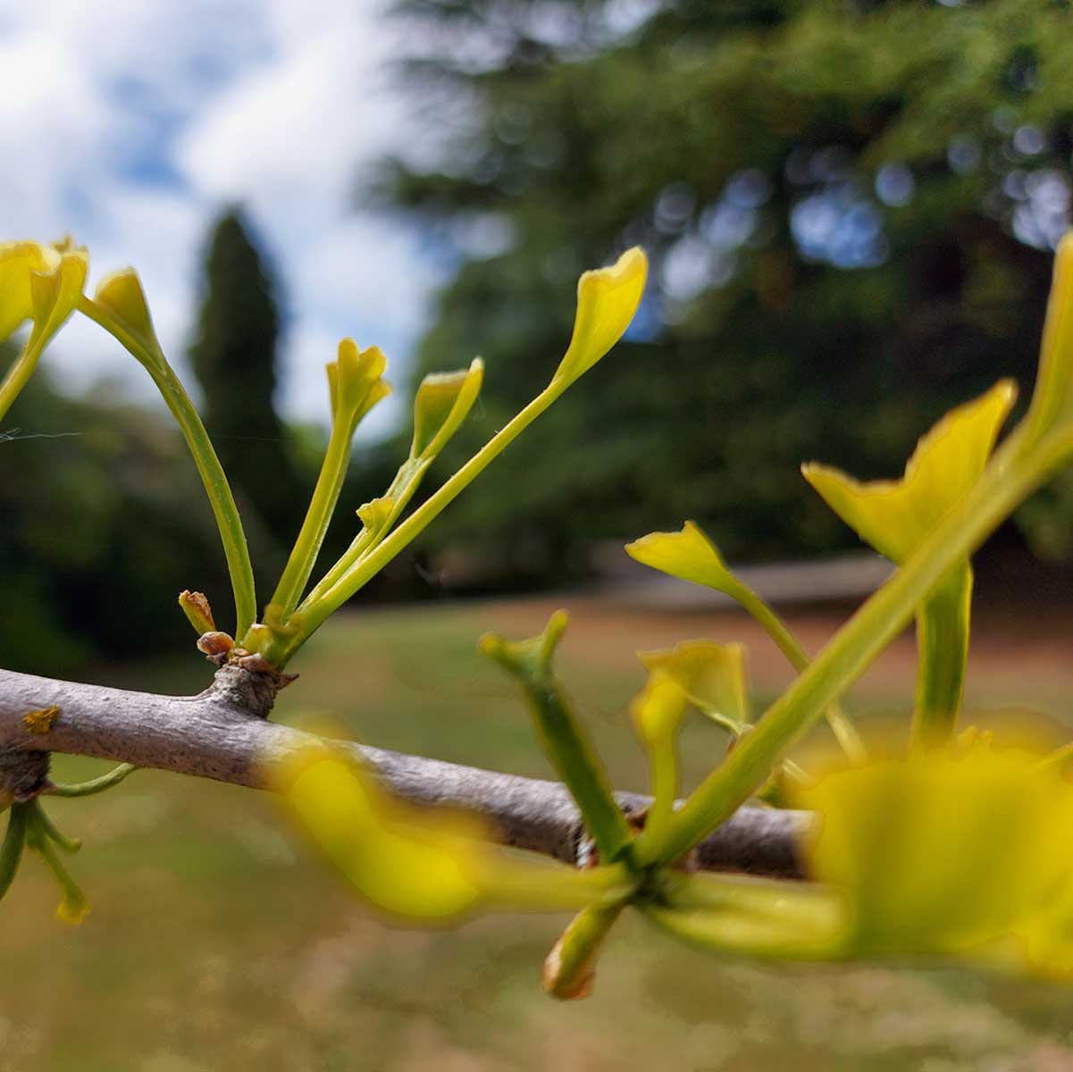 WuHooTimaru Trees School Tree Temuka