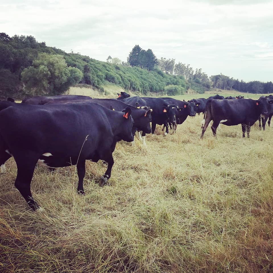 Waitohi Scenic Reserve Roselyn Fauth 2020