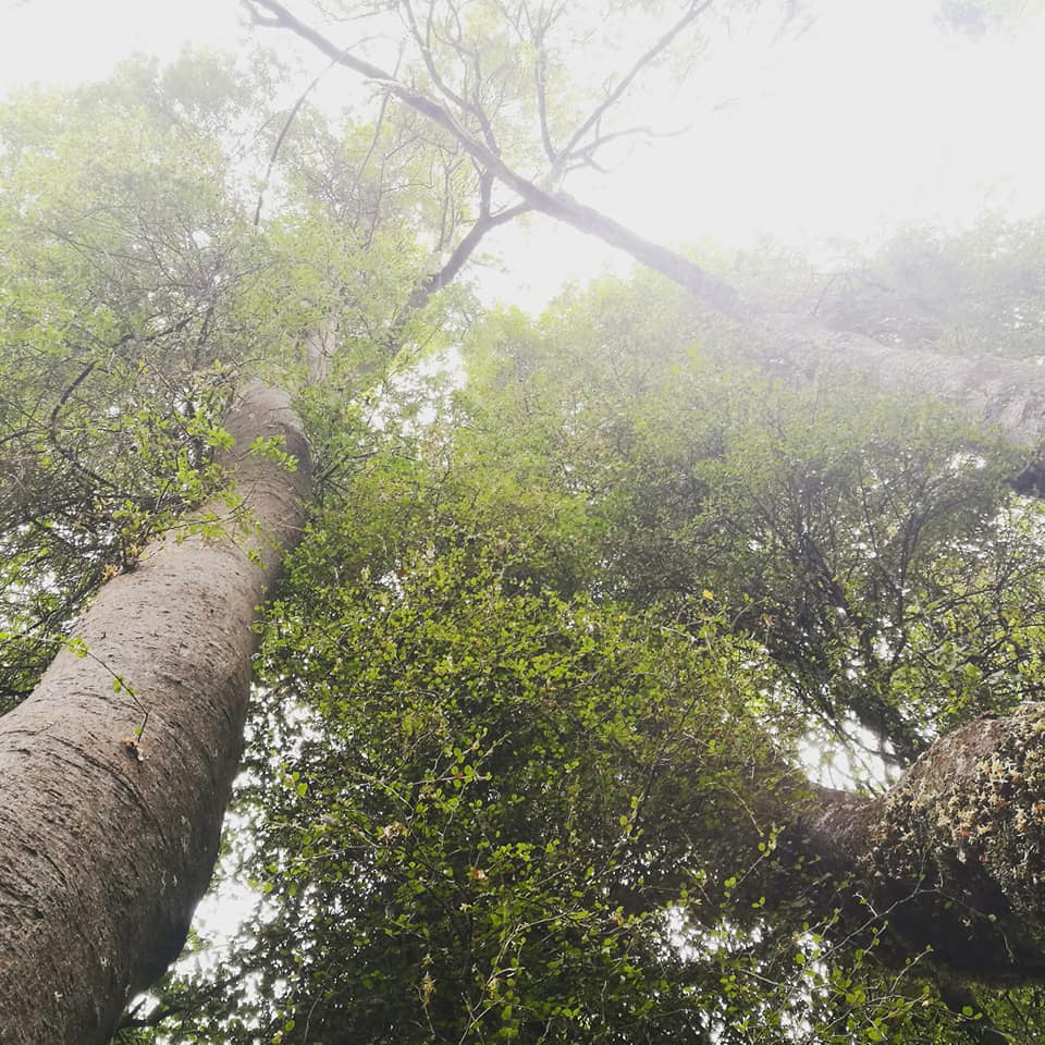 Waitohi Scenic Reserve Roselyn Fauth 2020