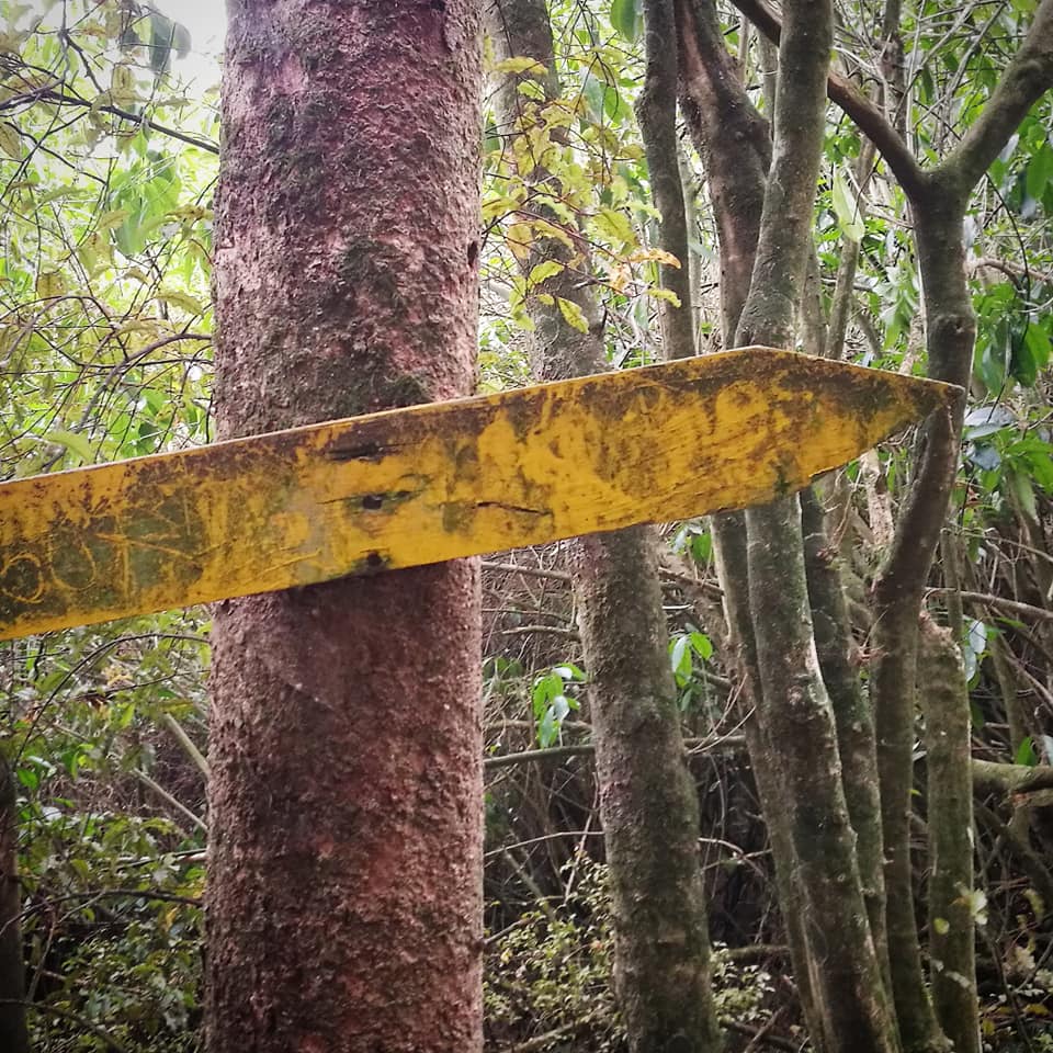 Waitohi Scenic Reserve Roselyn Fauth 2020