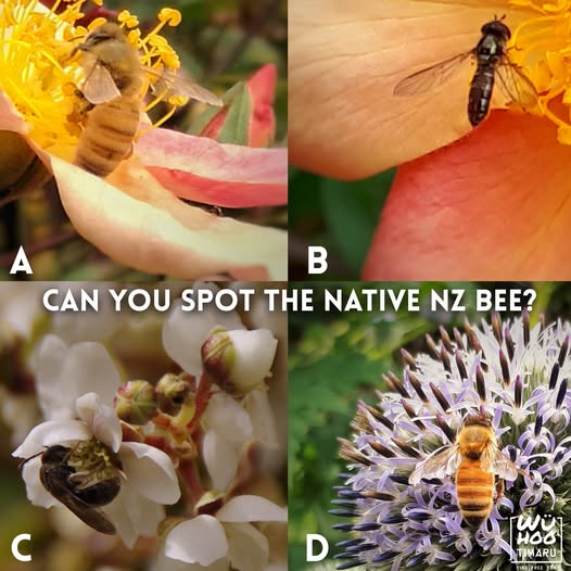 WuHoo Timaru spot the native Bee